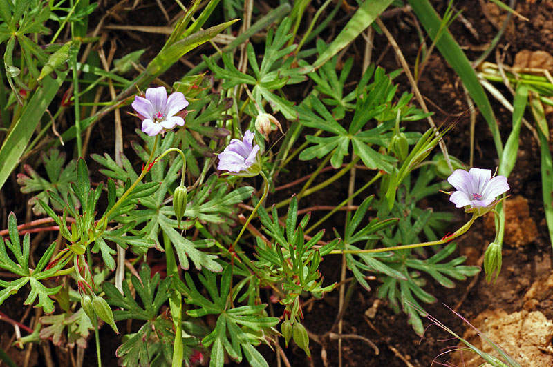Geranium columbinum